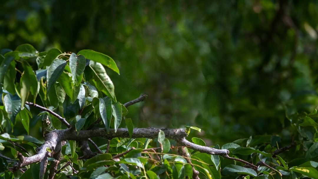 Ara Panama background